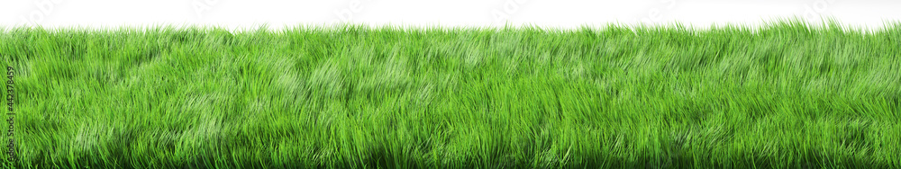 Obraz premium Green grass on white background. 3d illustration