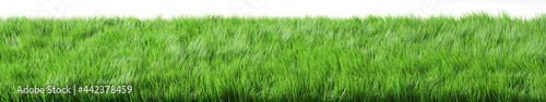 Green grass on white background. 3d illustration