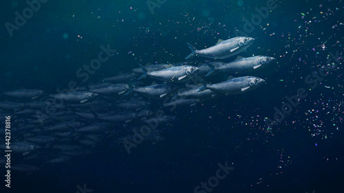 shoal of herrings between plastic pollution, microplastic particles in ocean water