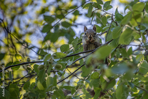 Squirrel Eating