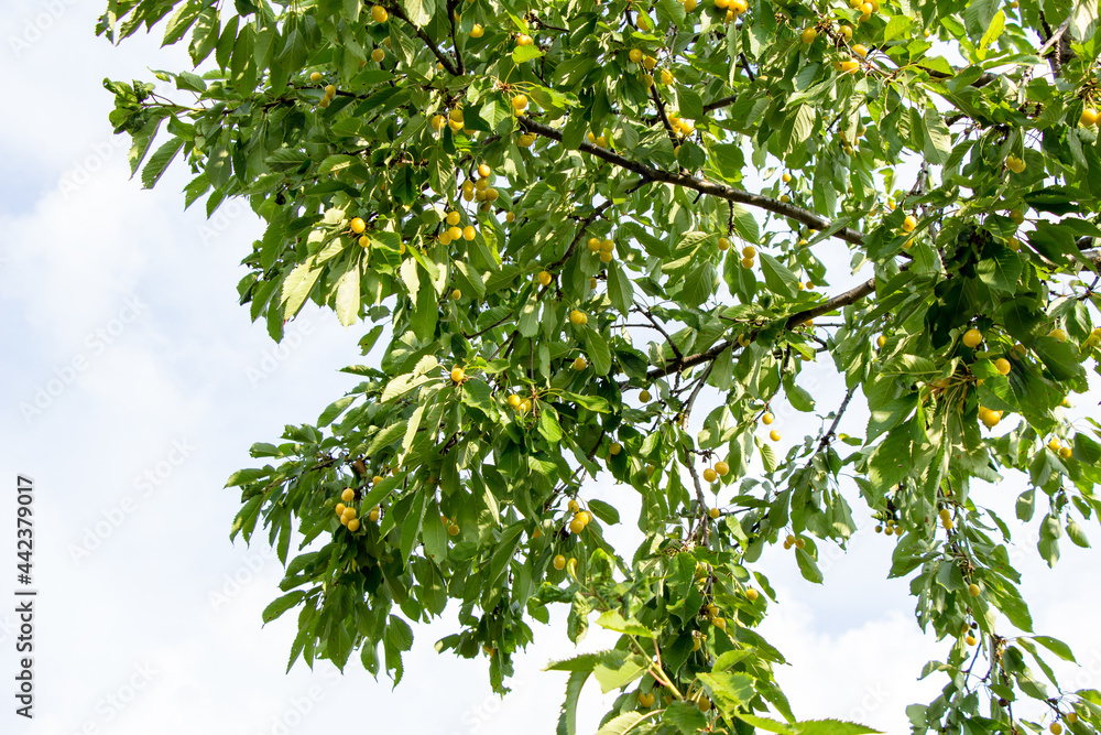 Yellow cherry fruits on branches with leaves