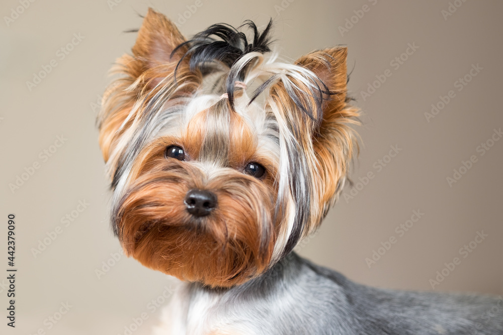 Portrait of a cute dog. Yorkshire Terrier