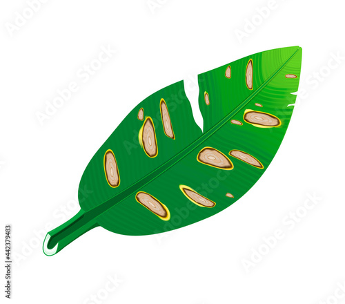 Banana leaves are damaged by Anthracnose pathogen or Colletotrichum Fungi and be called is "blight symptom", Causing plant to rot, Pale and wither at agriculture garden. Isolated on white background