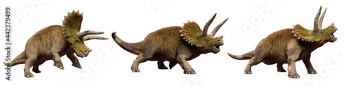 Triceratops horridus dinosaurs, set isolated on white background