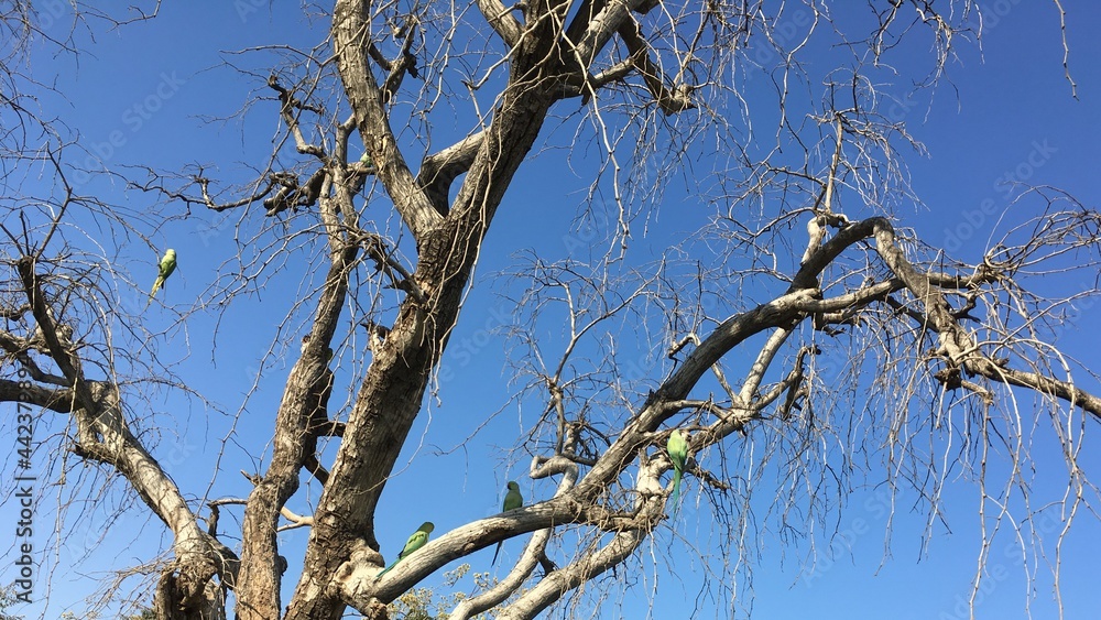 Four parakeets on a dried tree Four parakeets on a dried tree