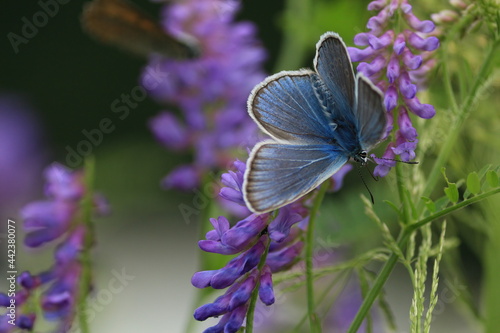 Polyommatus amandus, Amanda's Blue. Vicia cracca, Cow Vetch, bird vetch. Butterfly on a flower. Blue butterfly with spread wings on a purple floral background.