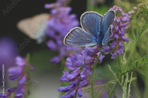Polyommatus amandus, Amanda's Blue. Butterfly on a flower. A blue butterfly sits on a purple flower of bird vetch and drinks nectar. Blue purple natural background. 