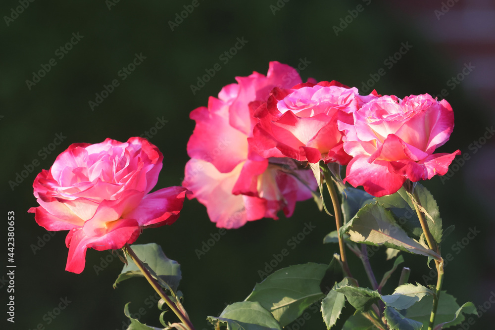 Roses in summer evening 