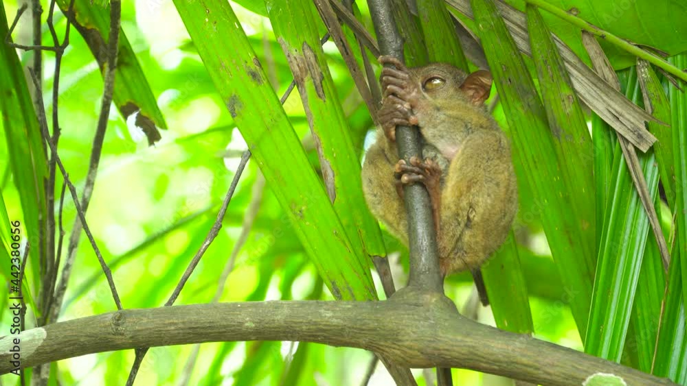Tarsier monkey in natural environment. Bohol, Philippines. Tarsier monkey in natural environment. Bohol, Philippines.