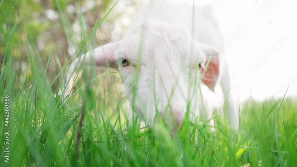 Goat Kid Grazing in Beautiful Meadow in Sunlight During Sunset. Close-up Of Little White Goat Nibbling Green Grass in Meadow, Slow Motion Goat Kid Grazing in Beautiful Meadow in Sunlight During Sunset. Close-up Of Little White Goat Nibbling Green Grass in Meadow, Slow Motion