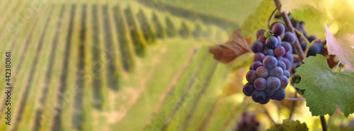 black grape growing in foliage with view on vineyard background