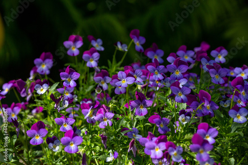 Fotografie Blossom violet pansy flowers on a green background macro photography