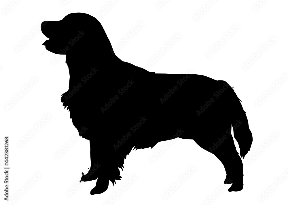 Golden Retriever dog silhouette, Vector illustration silhouette of a dog on a white background.	