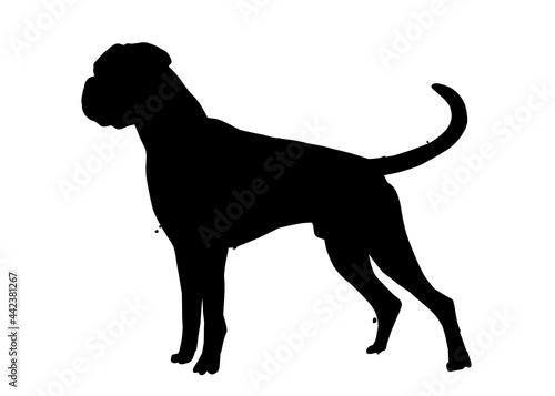 Boxer dog silhouette, Vector illustration silhouette of a dog on a white background.