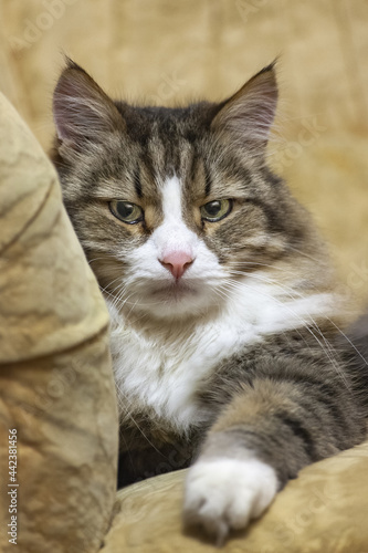 Close-up profile portrait of a long-haired brown striped domestic cat