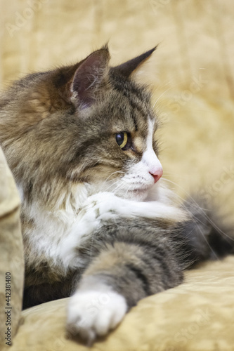 Close-up profile portrait of a long-haired brown striped domestic cat