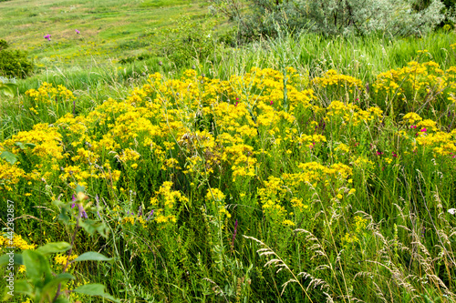 Wild medicinal herb St. John s wort in the summer field Ukraine