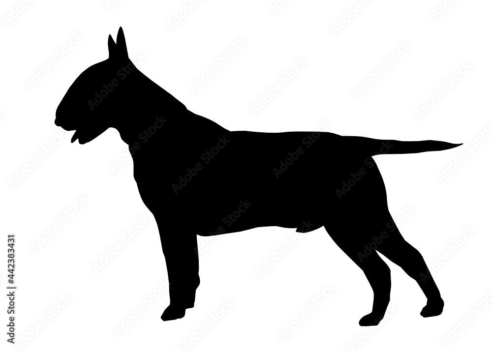 Bull Terrier dog silhouette, Vector illustration silhouette of a dog on a white background.