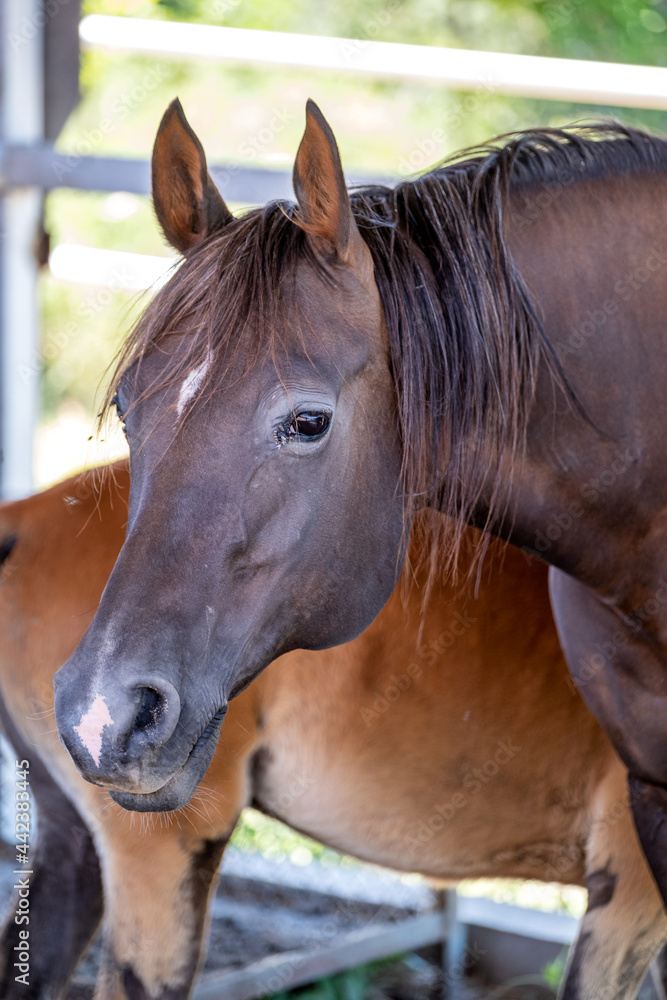 Fototapeta premium portrait of a horse