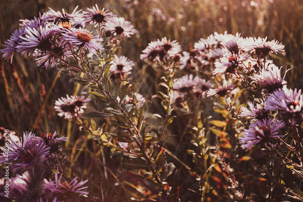 Obraz premium Autumn wild grass and flowers on a meadow in the rays of the golden hour sun. Seasonal romantic artistic vintage autumn field landscape wildlife background with morning sunlight