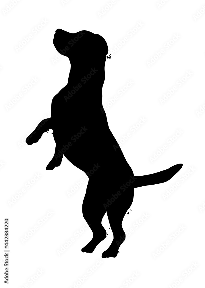 Beagle dog silhouette, Vector illustration silhouette of a dog on a white background.