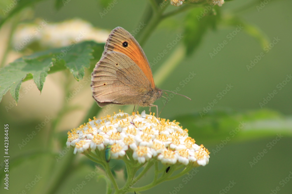 Fototapeta premium schmetterling - großes ochsenauge