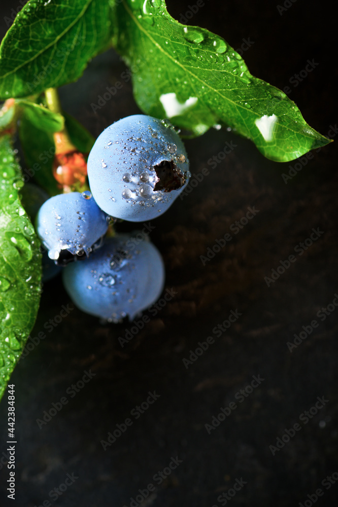 Blueberries close up Blueberries close up