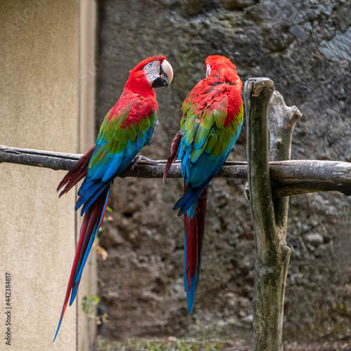 Two colorful parrot birds sitting on branch, near a wall