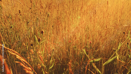 Golden field at sunset tone...