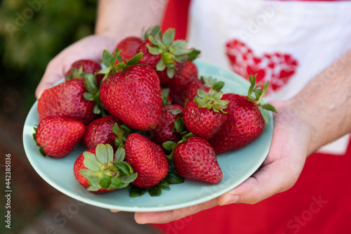 Male hands hold a plate of fresh  washed  organic  ripe strawberries.