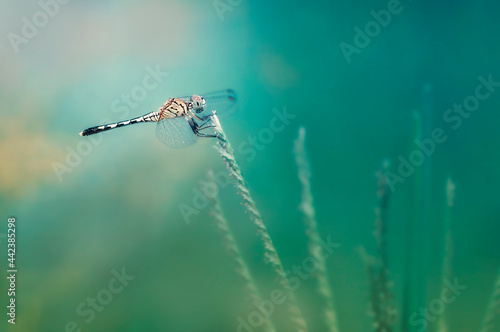 dragonfly on a grass