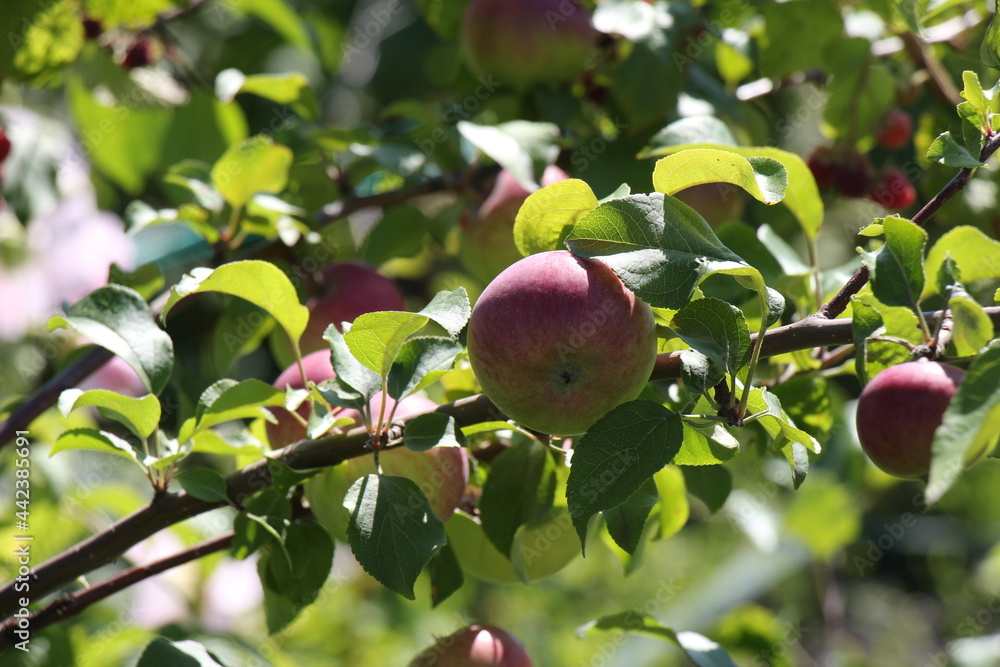 green apples on a tree