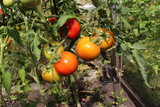 tomatoes on the branch in the garden