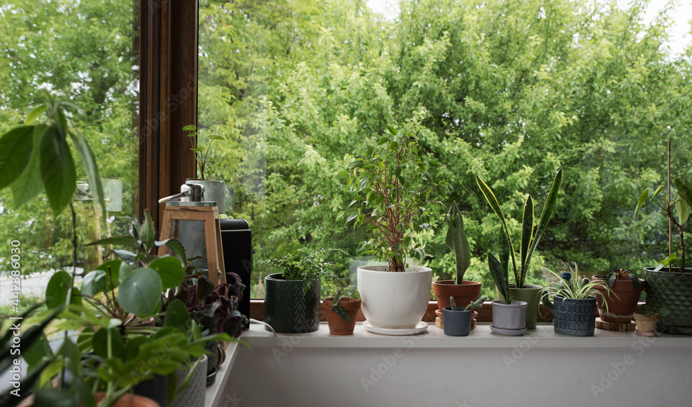 Green plants in pots on windowsill near window. Windowsill garden and house decor with natural design. Home interior. Room with plant. Green plants in pots on windowsill near window. Windowsill garden and house decor with natural design. Home interior. Room with plant.
