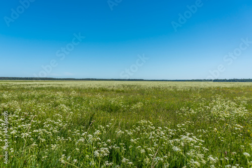 Vast Field of Wildflowers and Grass in Rural Scene