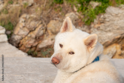 Dog on the beach