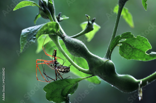 the spider is having breakfast his own friend