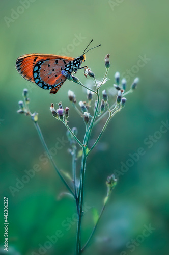 butterfly on flower