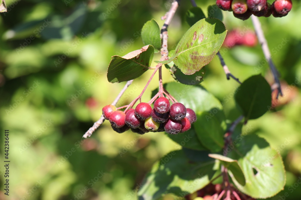 Chokeberry berries in the garden Chokeberry berries in the garden