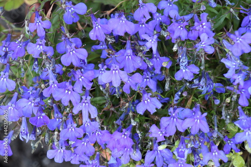 blue flowers