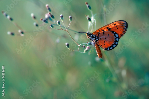 butterfly on a flower