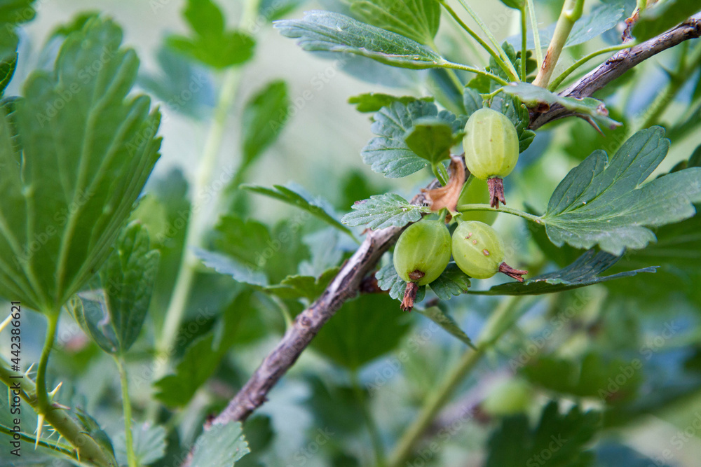 Gooseberries growing on a bush in a garden Gooseberries growing on a bush in a garden