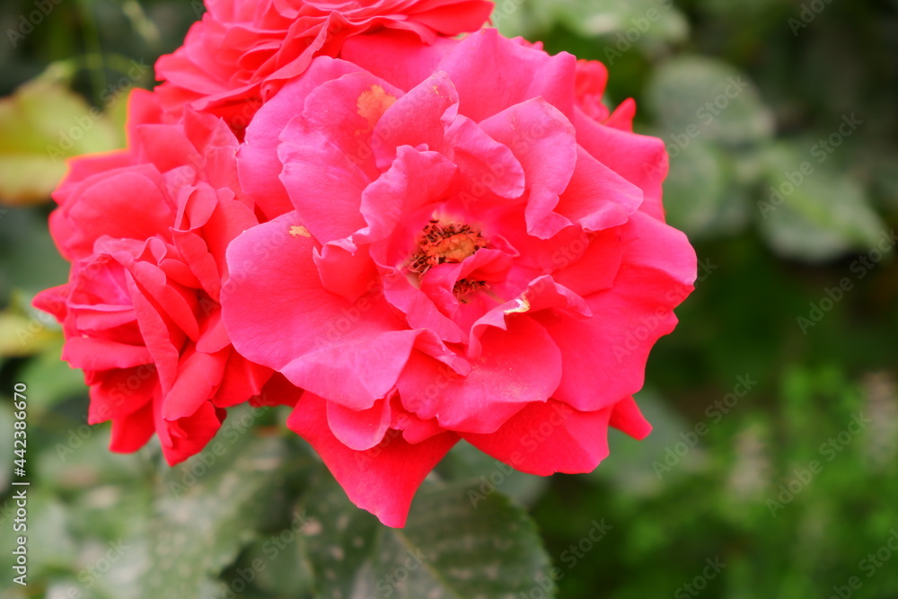 Red roses. The flowers are red. Plants.