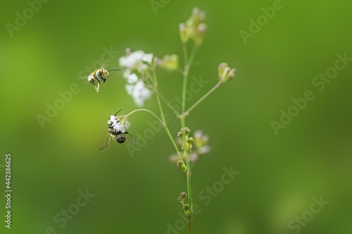 bee flies to a flower