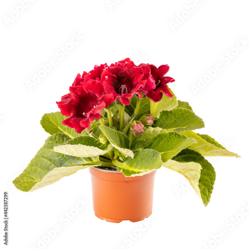 Gloxinia in a flower pot