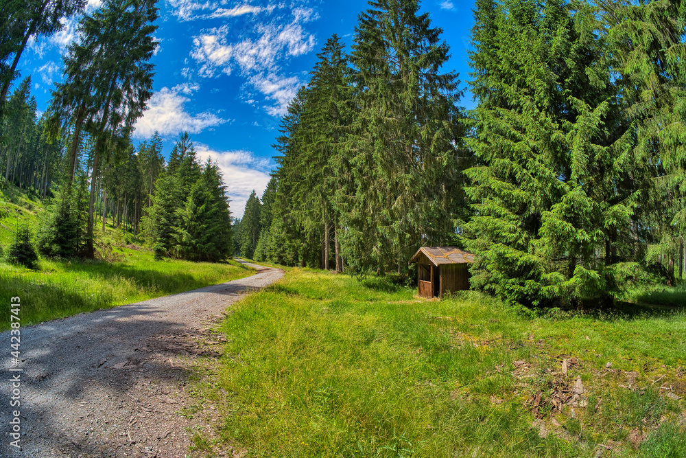 in the beautiful thuringian forest in the beautiful thuringian forest