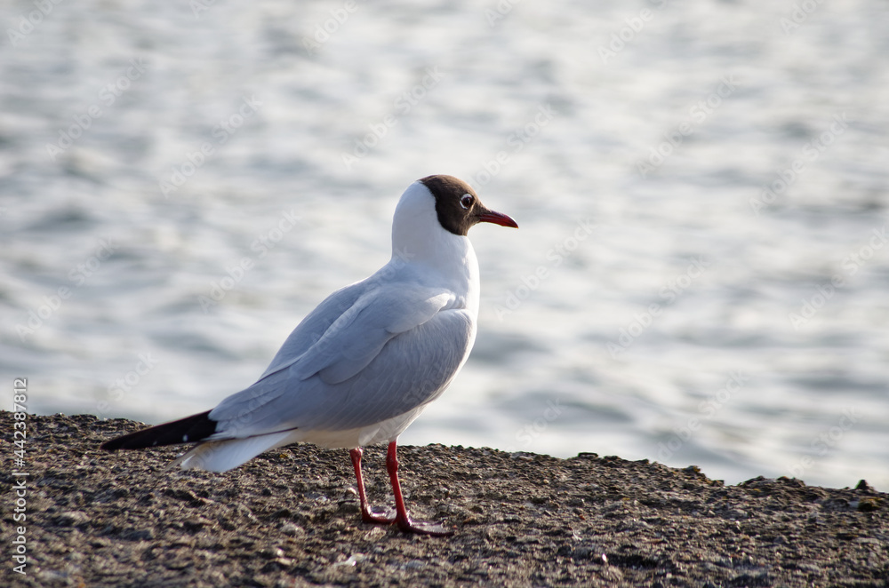 Fototapeta premium a seagull sitting on the shore