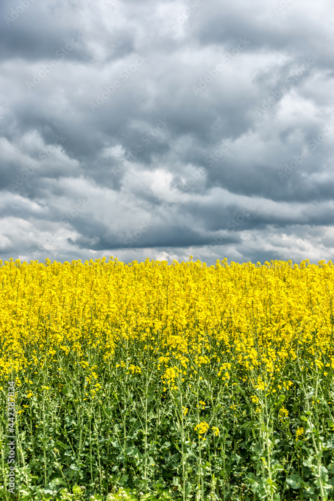 Vast Field of Yellow Rapseed Flowers in Rural Latvia