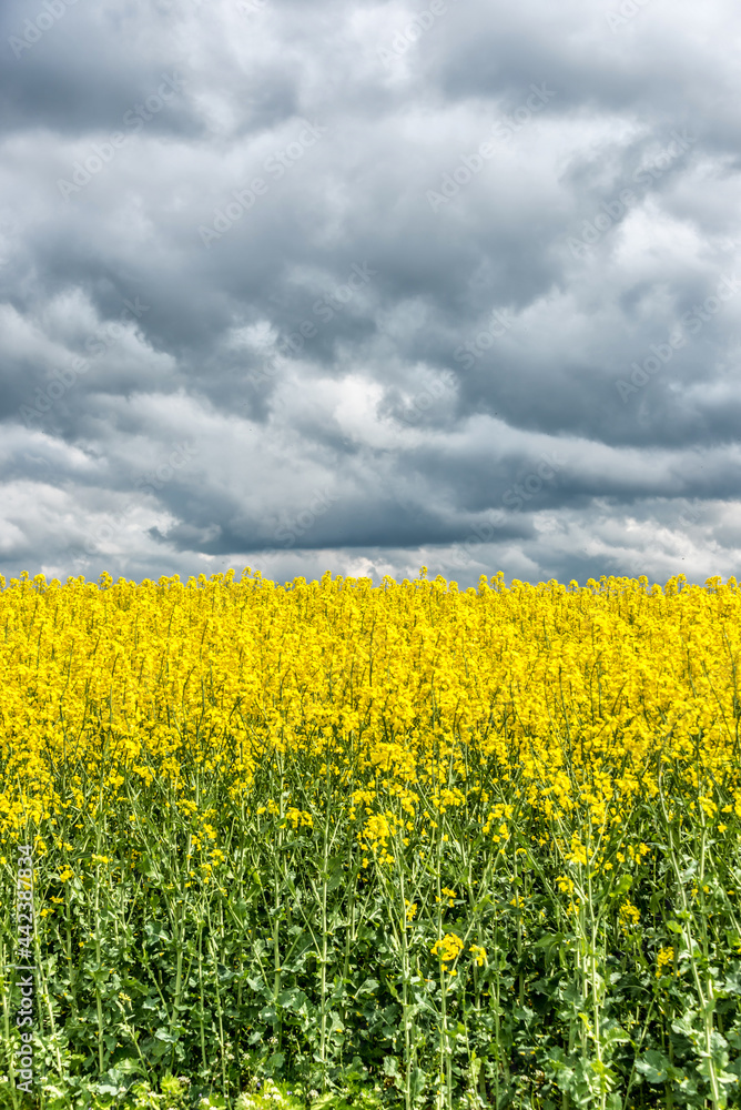 Vast Field of Yellow Rapseed Flowers in Rural Latvia Vast Field of Yellow Rapseed Flowers in Rural Latvia