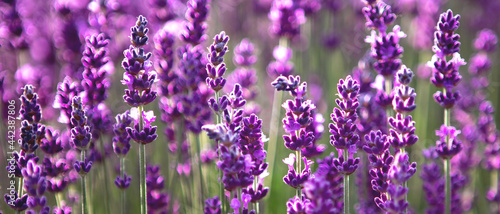 Banner with soft focused Lavender flowers at sunset Blooming Violet fragrant lavender flower summer landscape Growing Lavender  harvest  perfume ingredient  aromatherapy Lavender field lit by sunlight